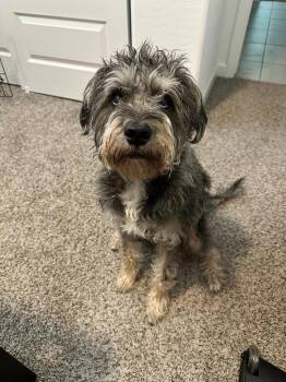 Terrier Dogs Available for Adoption in Mesa, Arizona - Fenway | PetCurious