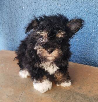 Finley -  Poodle and Chihuahua Dog for Adoption in Victorville, California - Finley | PetCurious