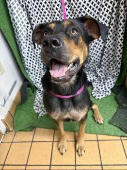 Trixie -  Rottweiler and Mixed Breed Dog for Adoption in Gainesville, Florida - Trixie | PetCurious