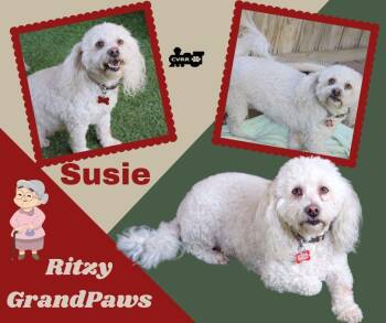 Poodle Dogs Available for Adoption - Susie Ritzy GrandPaws | PetCurious