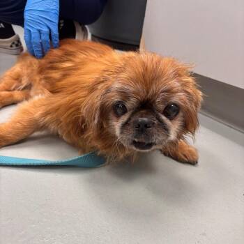 Fredrick -  Mixed Breed Dog for Adoption in Allentown, Pennsylvania - Fredrick | PetCurious