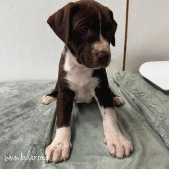 Venus -  Labrador Retriever and Mixed Breed Dog for Adoption in Cheyenne, Wyoming - Venus | PetCurious