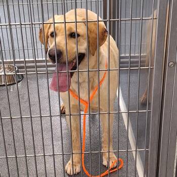 Sunkist -  Yellow Labrador Retriever Dog for Adoption in Montgomery, Alabama - Sunkist | PetCurious