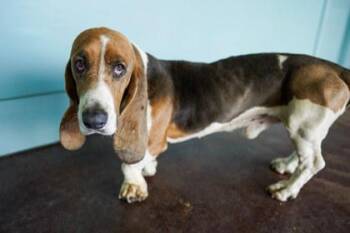 Inspector Gadget -  Basset Hound and Mixed Breed Dog for Adoption in San Antonio, Texas - Inspector Gadget | PetCurious