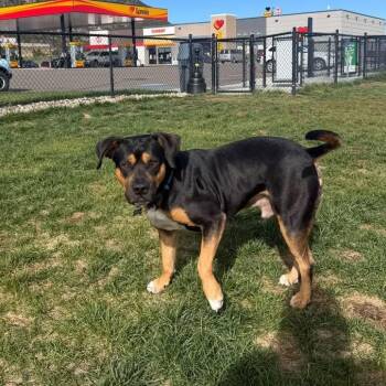 Remy -  Rottweiler and Pit Bull Terrier Dog for Adoption in Mooresville, North Carolina - Remy | PetCurious