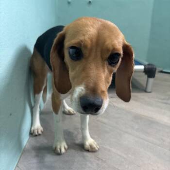 Linda 8129 -  Beagle Dog for Adoption in Loxahatchee Groves, Florida - Linda 8129 | PetCurious