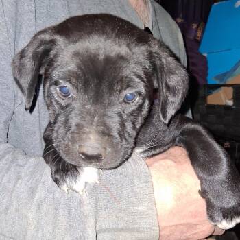 Labrador Retriever and German Shepherd Dog Dogs Available for Adoption - Puppy #2 | PetCurious