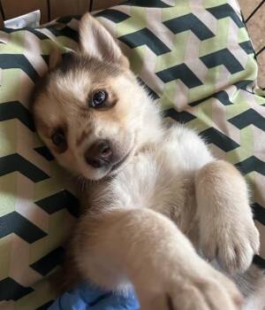 KIBA - IN FOSTER -  Siberian Husky Dog for Adoption in Ontario, California - KIBA - IN FOSTER | PetCurious