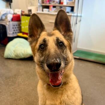 Hazel -  German Shepherd Dog Dog for Adoption in Louisville, Kentucky - Hazel | PetCurious