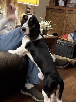 Rescue Basset Hound Dogs for Adoption in Brookville, Ohio - Archie | PetCurious