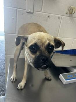 DAISY -  Pug and Mixed Breed Dog for Adoption in San Bernardino, California - DAISY | PetCurious