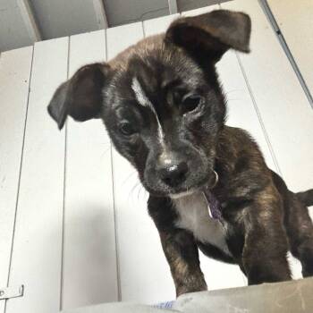 Rescue Mixed Breed Dogs for Adoption in San Francisco, California - Sophie | PetCurious