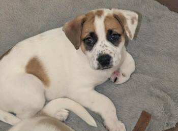 Rescue German Shepherd Dog and Boxer Dogs for Adoption in St. Thomas, Ontario - Belle | PetCurious