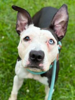 Navi -  Pit Bull Terrier Dog for Adoption in Chicago, Illinois - Navi | PetCurious