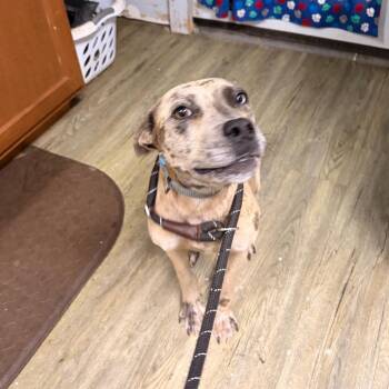 Mixed Breed Dogs Available for Adoption in Summerville, South Carolina - Swizzle | PetCurious