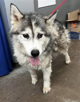 Mixed Breed Dogs Available for Adoption in Dallas, Texas - ISHA | PetCurious