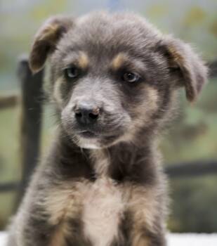 Aussie Puppies -- Pharoah -  Australian Shepherd Dog for Adoption in Casa Grande, Arizona - Aussie Puppies -- Pharoah | PetCurious