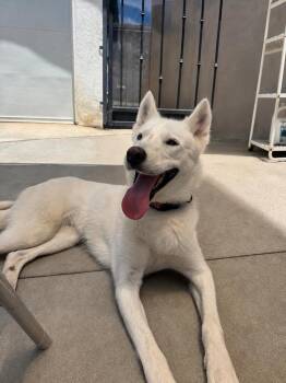 KIARA -  Siberian Husky and German Shepherd Dog Dog for Adoption in West Hollywood, California - KIARA | PetCurious