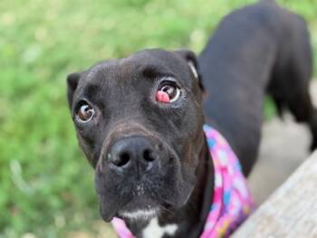 Rescue Boxer and Mixed Breed Dogs for Adoption in Tulsa, Oklahoma - ROXY | PetCurious