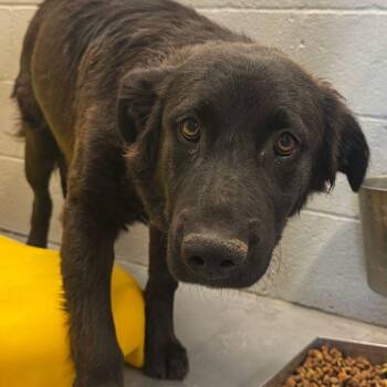 Canyon -  Shepherd and Labrador Retriever Dog for Adoption in Kingman, Arizona - Canyon | PetCurious