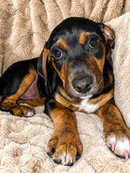 Hugh Hefner -  Mixed Breed Dog Available for Adoption in Kenosha, Wisconsin - Hugh Hefner | PetCurious