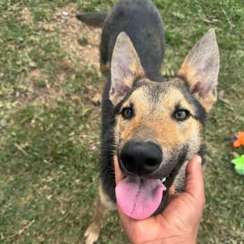 German Shepherd Dog Dogs Available for Adoption in Richmond, Texas - Ozzy | PetCurious