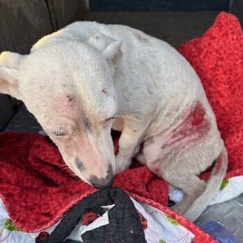 Rescue Mixed Breed Dogs for Adoption in West Palm Beach, Florida - LadyBug | PetCurious