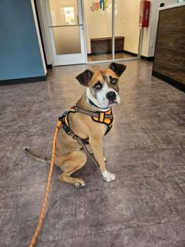 Webber -  Boxer Dog for Adoption in New Albany, Ohio - Webber | PetCurious