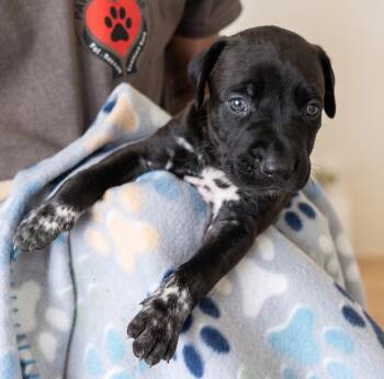 J Litter – Sneak Peek the Males -  Mixed Breed Dog for Adoption in Crown Point, Indiana - J Litter – Sneak Peek The Males | PetCurious