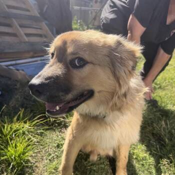 Sherman -  Chow Chow Dog for Adoption in Birmingham, Alabama - Sherman | PetCurious