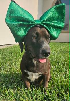 Mountain Cur Dogs Available for Adoption in Harlingen, Texas - Star  | PetCurious