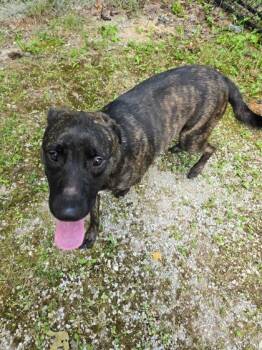 Aurora -  Labrador Retriever and Mixed Breed Dog for Adoption in Harbor Springs, Michigan - Aurora | PetCurious