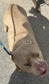 American Bulldog and Mixed Breed Dogs Available for Adoption - DRIZZLE | PetCurious