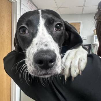 Beatrice -  Labrador Retriever Dog for Adoption in Pekin, Illinois - Beatrice | PetCurious