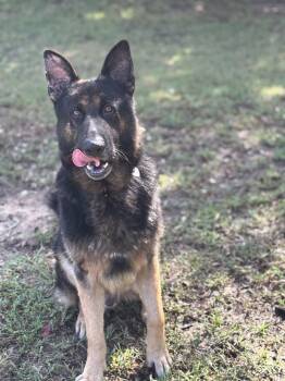 Waylon -  German Shepherd Dog Dog for Adoption in Dacula, Georgia - Waylon | PetCurious