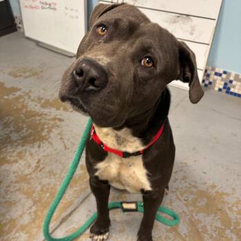 Zeus Brown -  Mixed Breed Dog for Adoption in Philadelphia, Pennsylvania - Zeus Brown | PetCurious