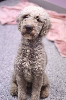 Poodle Dogs Available for Adoption in Manchester, New Hampshire - Oliver In NH! Come Meet Our Adoptable Dogs Wednesday-Saturday. M | PetCurious