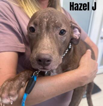 Hazel -  American Bully Dog for Adoption in Dyersburg, Tennessee - Hazel | PetCurious