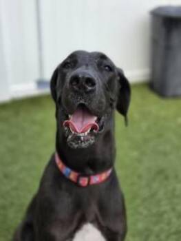 Juno -  Great Dane and Mixed Breed Dog for Adoption in Savannah, Georgia - Juno | PetCurious