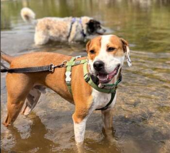 Otis (Courtesy) -  Hound Dog for Adoption in Denver, Colorado - Otis (Courtesy) | PetCurious