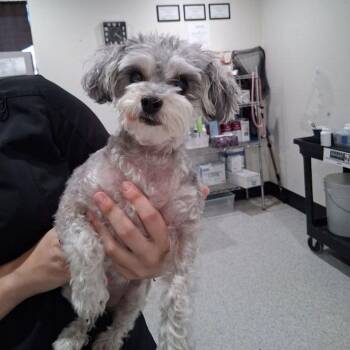 Leila -  Yorkshire Terrier and Poodle Dog for Adoption in Lake Havasu City, Arizona - Leila | PetCurious