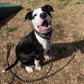 Pit Bull Terrier Dogs Available for Adoption in Lynchburg, Virginia - McGee | PetCurious