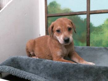 German Shepherd Dog and Mixed Breed Dogs Available for Adoption in Houston, Texas - A2078012 | PetCurious