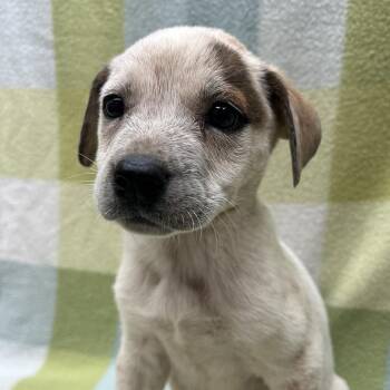 Ginny -  Australian Cattle Dog Blue Heeler and Mixed Breed Dog for Adoption in Starkville, Mississippi - Ginny | PetCurious