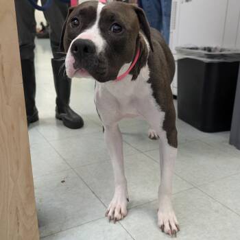Dezzie -  Mixed Breed Dog for Adoption in Philadelphia, Pennsylvania - Dezzie | PetCurious