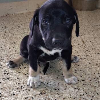 Rescue Mixed Breed Dogs for Adoption in Loxahatchee Groves, Florida - SINCERE 5003 | PetCurious