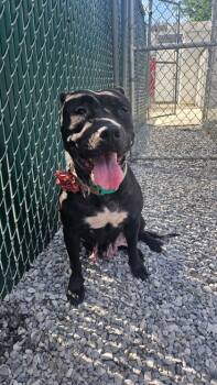 Rescue Mixed Breed Dogs for Adoption in West Chester, Pennsylvania - Chyna | PetCurious