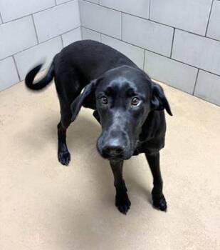 Mixed Breed Dogs Available for Adoption - Jenga | PetCurious