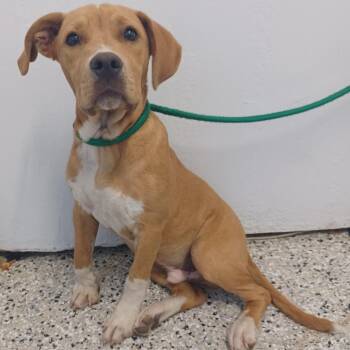 Foxhound and Labrador Retriever Dogs Available for Adoption - Robin | PetCurious