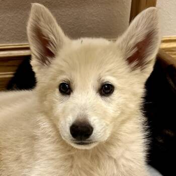 Rescue German Shepherd Dog Dogs for Adoption in Tulsa, Oklahoma - Joey | PetCurious